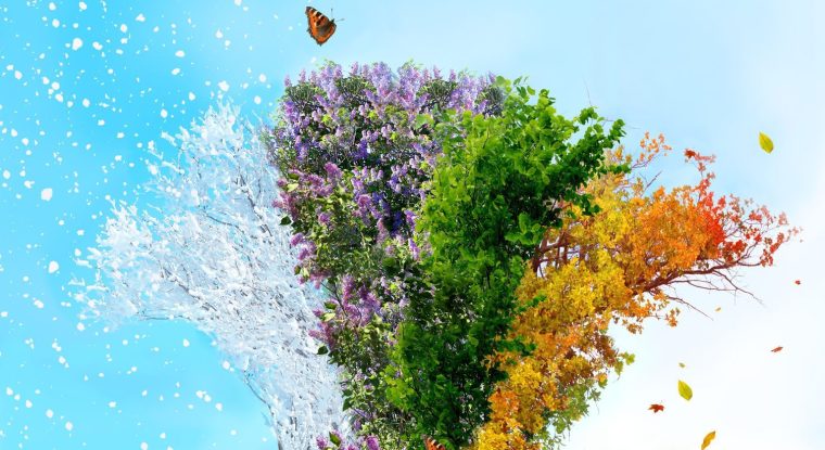 38783594 - four season tree