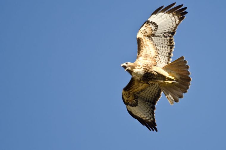 37201257 - red-tail hawk flying in a blue sky